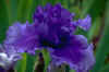 iris3.jpg (9514 bytes)