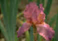 iris4.jpg (7053 bytes)