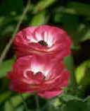 peony2.jpg (16804 bytes)