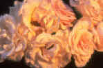 peony3.jpg (26558 bytes)