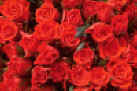 roses1.jpg (24933 bytes)