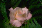 roses2.jpg (20937 bytes)