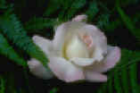rose3.jpg (34603 bytes)