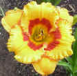 tigerling.jpg (52785 bytes)